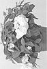 Hydrangea%20hybrid%20%27FRENCH%20BOLERO%27