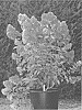 Hydrangea%20paniculata%20%27RENSAM%27