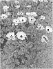 Ranunculus%20cortusifolius%20x%20asiaticus%20%27ROCYELLOW%27