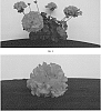 Pelargonium%20interspecific%20%27PEQZ0053%27