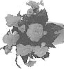 Begonia%20boliviensis%20%27Dobegicpocor%27