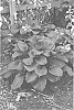 Hosta%20hybrid%20%28Tratt.%29%20%27Royal%20Crest%27