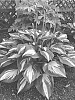 Hosta%20hybrid%20%28Tratt.%29%20%27Miss%20America%27