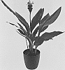 Curcuma%20alismatifolia%20%27Curhonimp%27
