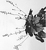 Heuchera%20hybrida%20%27IFHEHB%27