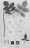 Rosa%20hybrida%20%27AUScartoon%27