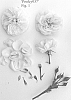 Rosa%20hybrid%20%27Poulcy037%27