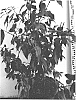 Aristotelia%20chilensis%20%27Pretoria%27