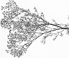 Chamelaucium%20uncinatum%20%27SOLAR%27