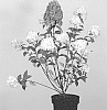 Hydrangea%20paniculata%20%27LC%20NO7%27