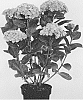 Hydrangea%20macrophylla%20%27Hokomazone%27