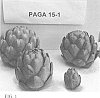 Cynara%20cardunculus%20L.%20var.%20scolymus%20%27PAGA%2015-1%27