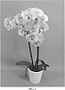 Phalaenopsis%20hybrid%20%27PHALGAKXYN%27