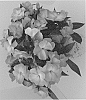 Impatiens%20hawkeri%20%27Dongipetpiberpi%27
