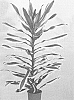 Dracaena%20fragrans%20%27PVDRAGK%27