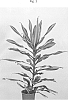 Dracaena%20fragrans%20%27PVDRAGQ%27