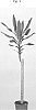 Dracaena%20fragrans%20%27PVDRAGCI%27