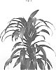 Dracaena%20fragrans%20%27PVDRALC%27
