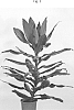 Dracaena%20fragrans%20%27PVDRASG2%27
