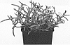 Delosperma%20nubigenum%20%27Wow312%27