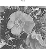 Rosa%20sp.%20%27L6%27