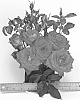 Rosa%20hybrida%20%27WEKlovapkemu%27