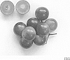 Vitis%20rotundifolia%20Michx.%20%27Ga.%208-1-338%27