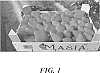 Fragaria%20x%20ananassa%20Duch.%20%27A13-72%27