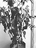 Aristotelia%20chilensis%20%27Sobresale%27