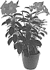 Mandevilla%20sanderi%20%27Inmanbeppa%27