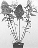 Hydrangea%20paniculata%20%27LC%20NO2%27