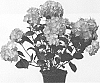 Hydrangea%20macrophylla%20%27Hokomalure%27