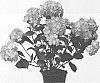 Hydrangea%20macrophylla%20%27Hokomalure%27