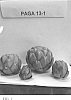 Cynara%20cardunculus%20L.%20var.%20scolymus%20%27PAGA%2013-1%27