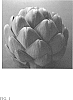 Cynara%20cardunculus%20L.%20var.%20scolymus%20%27PAGA%20G-1%27