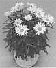 Leucanthemum%20x%20superbum%20%27Q3597-2%27