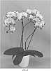 Phalaenopsis%20hybrid%20%27PHALHOWLO%27