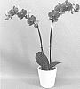 Phalaenopsis%20hybrid%20%27PHALGRYPS%27
