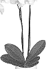 Phalaenopsis%20hybrid%20%27PHALGETCHA%27