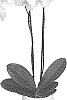 Phalaenopsis%20hybrid%20%27PHALGETCHA%27