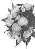 Begonia%20boliviensis%20%27Dobegicposunris%27