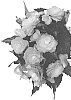 Begonia%20boliviensis%20%27Dobegicposunris%27