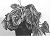 Peperomia%20argyreia%20%27Costa%20Rica%27
