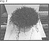 Cynodon%20dactylon%20var.%20dactylon%20%28L.%29%20Pers.%20x%20Cynodon%20transvaalensis%20%27JSC%202-21-1%27