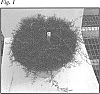 Cynodon%20dactylon%20var.%20dactylon%20%28L.%29%20Pers.%20x%20Cynodon%20transvaalensis%20Burtt-Davy%20%27JSC%202-21-18%27