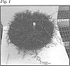 Cynodon%20dactylon%20var.%20dactylon%20%28L.%29%20Pers.%20x%20Cynodon%20transvaalensis%20Burtt-Davy%20%27JSC%202-21-18%27