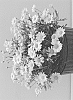 Argyranthemum%20X%20hybrida%20%27Bonmad%201498%27