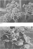 Bergenia%20crassifolia%20%28L.%29%20Fritsch%3B%20%5BBergenia%20cordifolia%20%28Haw.%29%20Sternb.%5D%20%27Miss%20Piggy%27
