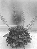 Heuchera%20hybrid%20%27IFHEORR%27