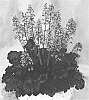 Heuchera%20hybrid%20%27Timeless%20Night%27